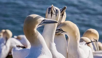 必赢官网APP-古媒：马杜罗被美强行控制后，古委最高领导层首次公开接触