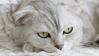 必赢官网APP-古媒：马杜罗被美强行控制后，古委最高领导层首次公开接触